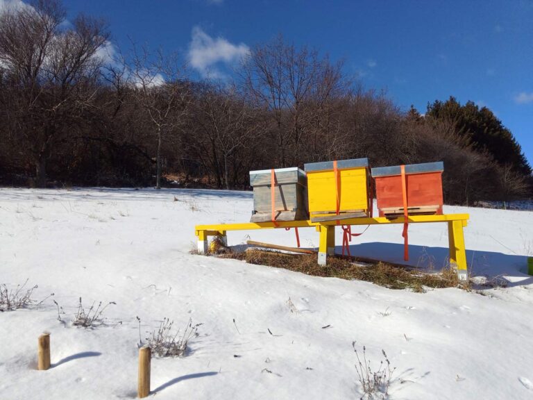 bienen-winter