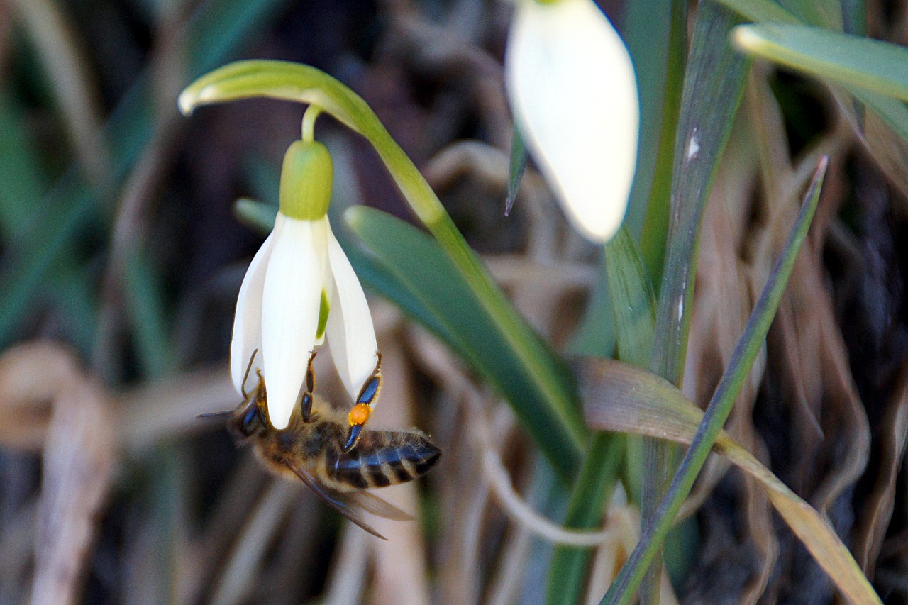 Der Frühling erwacht…