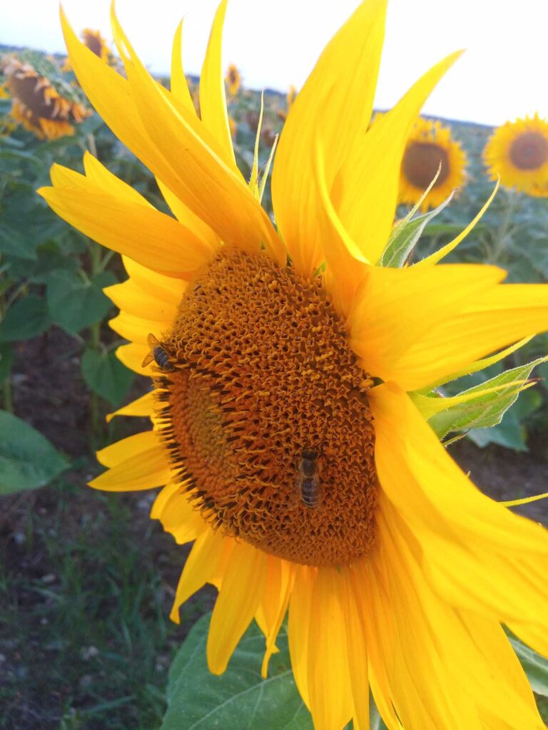 sonnenblume